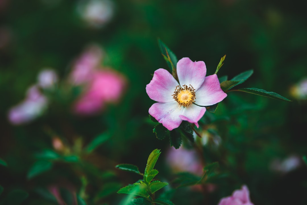 selective focus photography of pink and white petaled flower