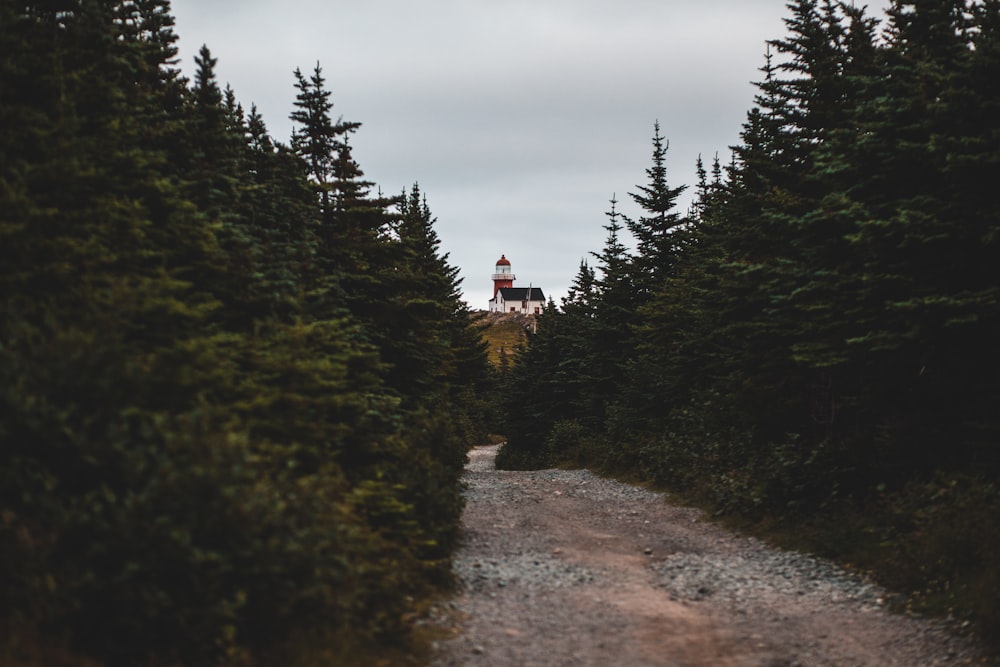 pathways besides pine trees across white and red tower