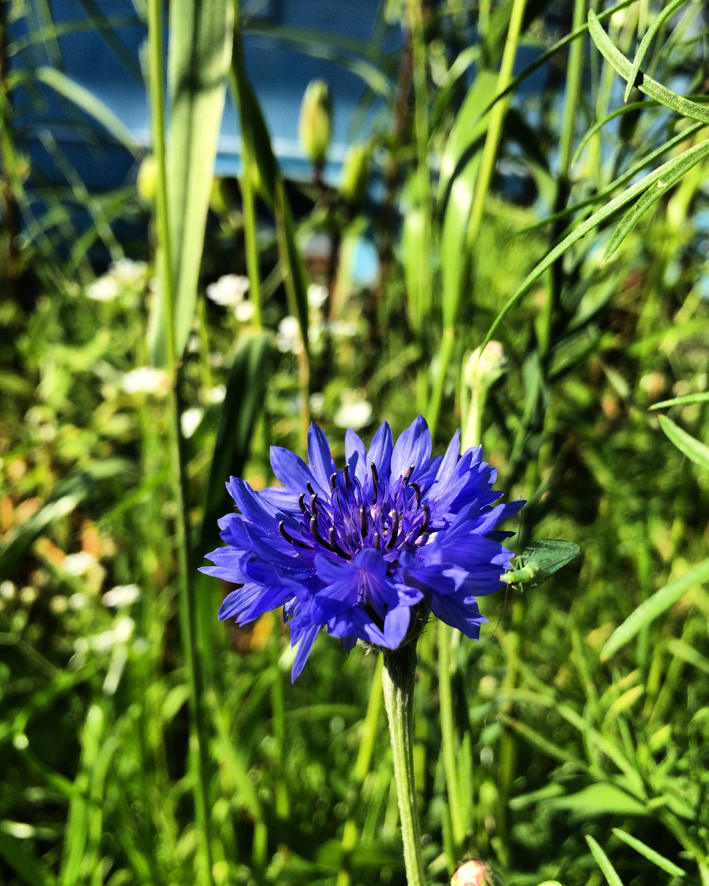 Photo by lilymeadow