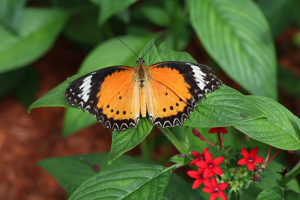 brown, black, and white butterfly on green leaves