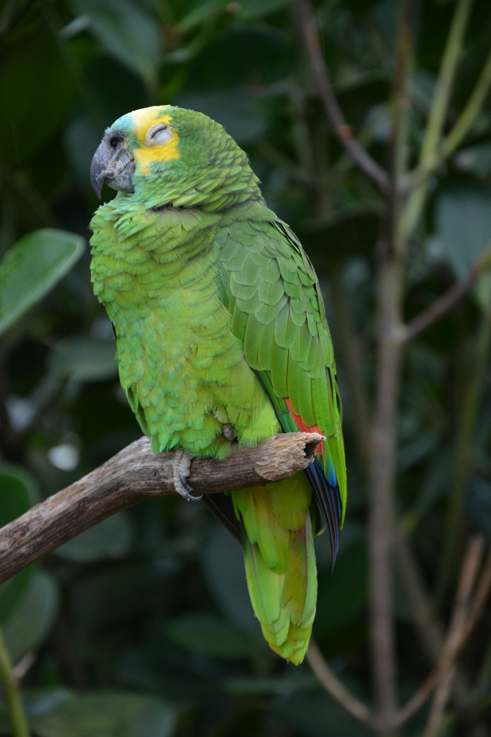 green parrot on brown tree branch