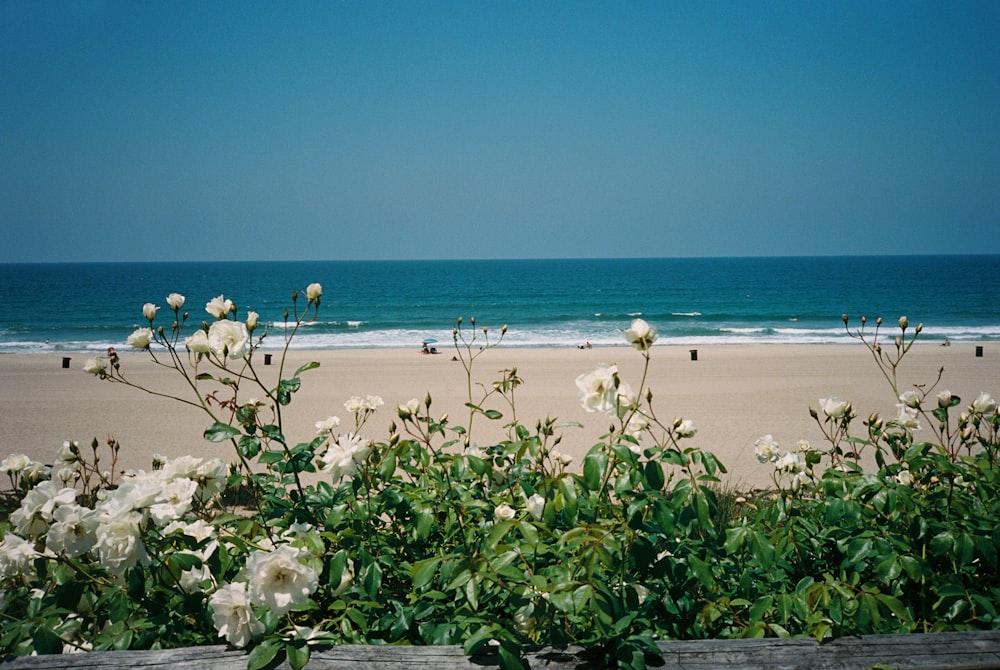 white petaled flower