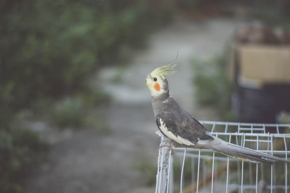 gray cockatiel