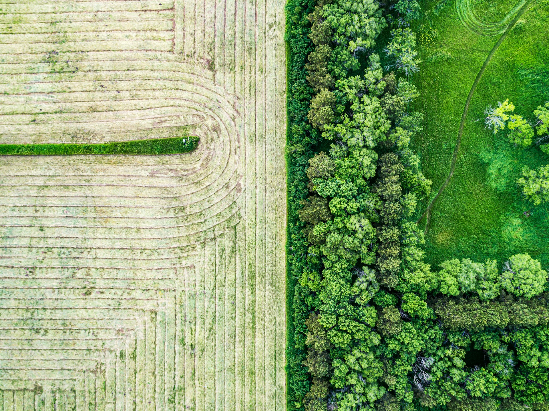 aerial view of trees near field