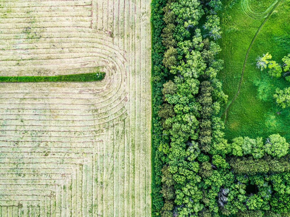 aerial view of trees near field