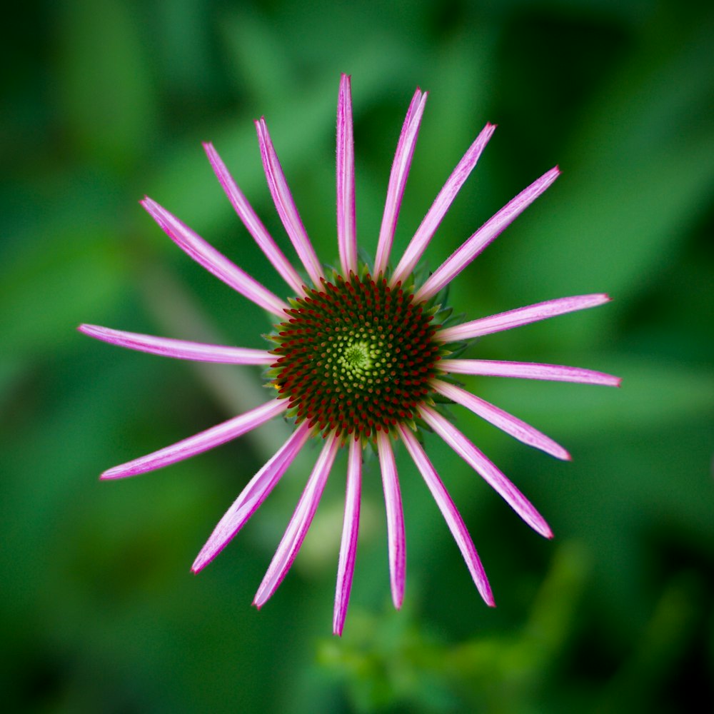 pink flower