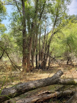 Player character efficiently gathering resources in a post-apocalyptic forest clearing.