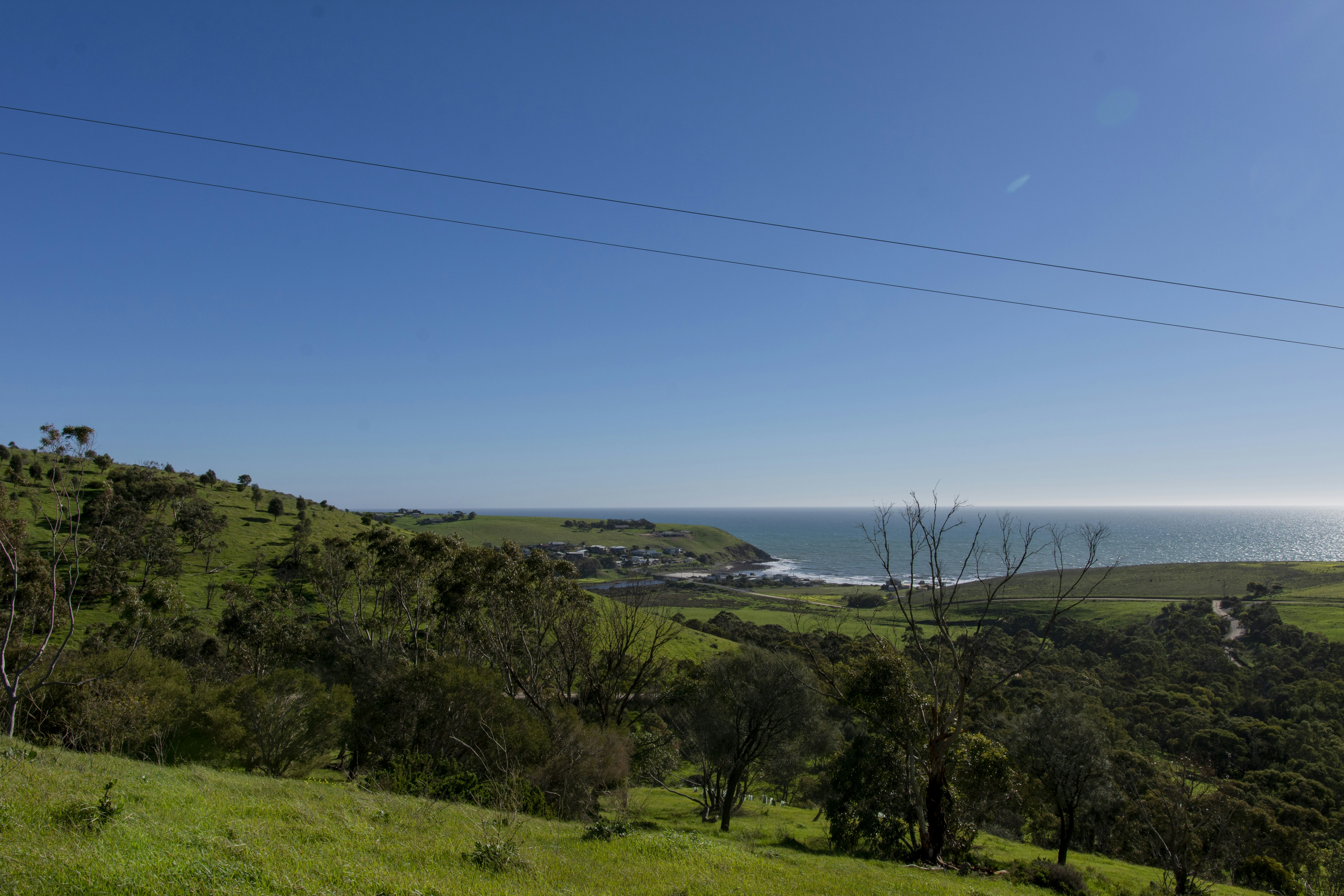green trees near body of water during daytime