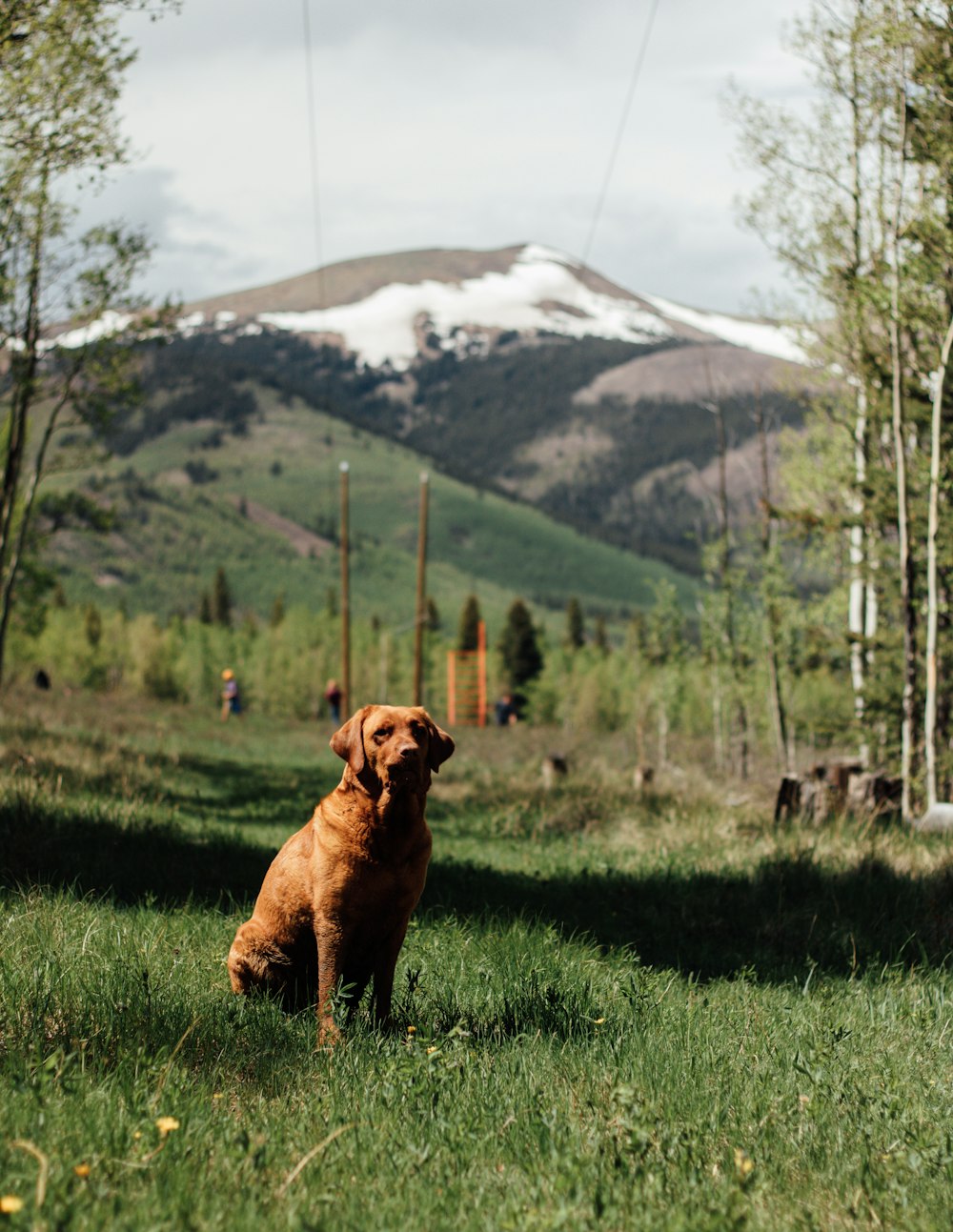 short-coated brown dog sitting on grass