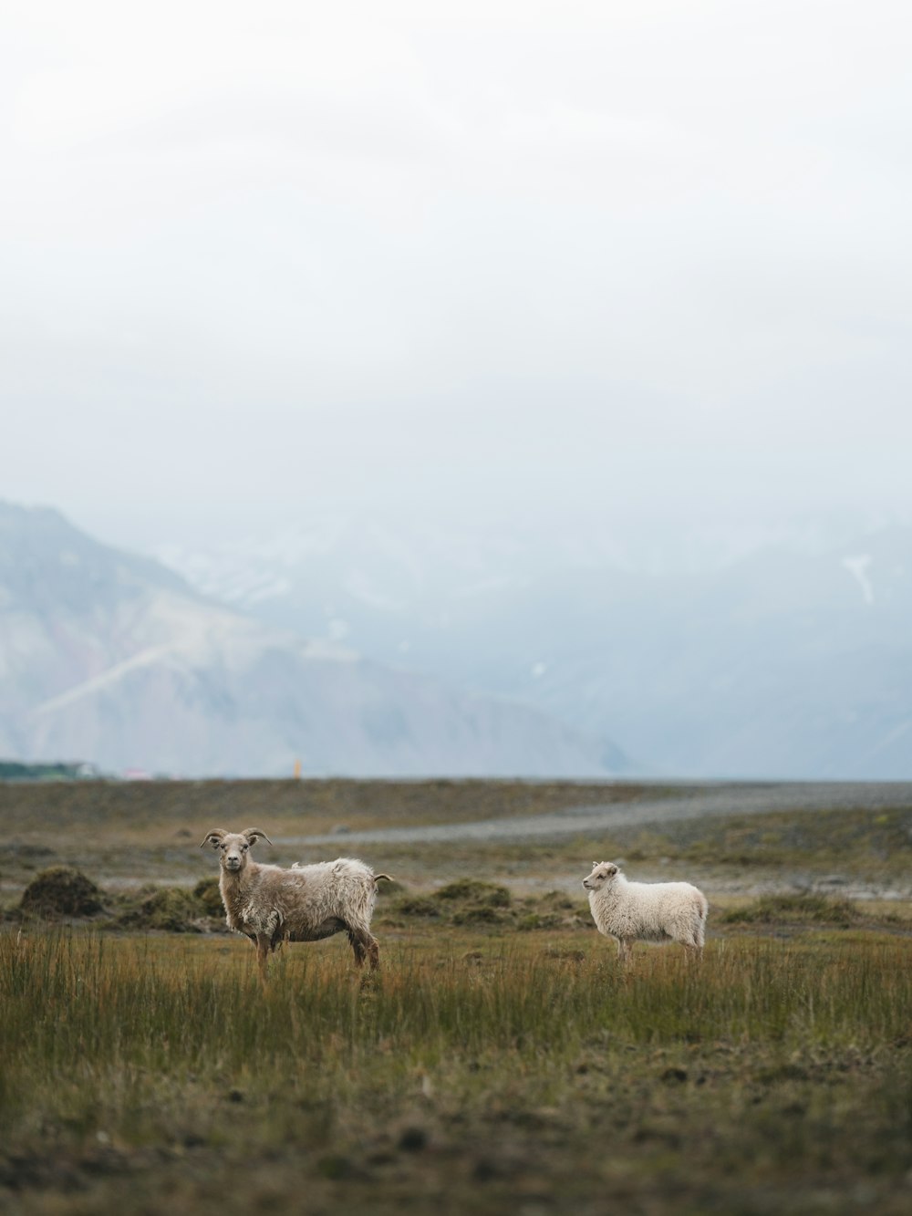 two white and brown sheeps