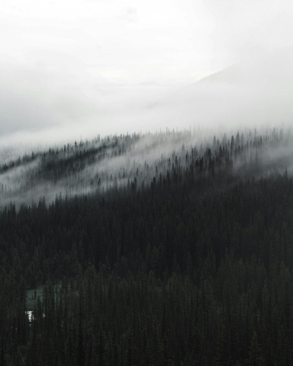 Photographie en niveaux de gris d’une forêt couverte de brouillards