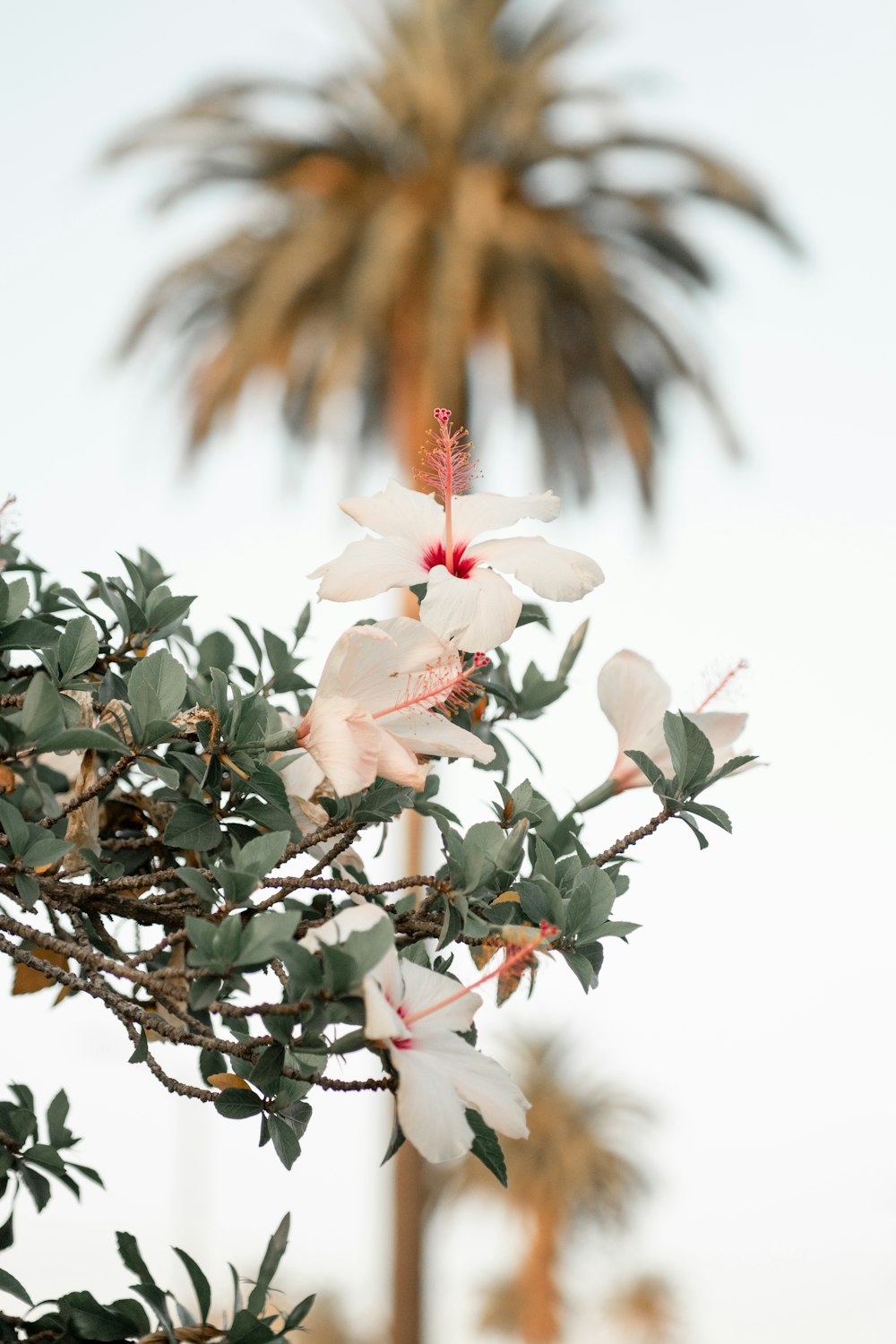 white flowers and green leaves