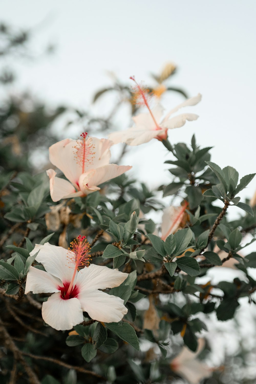 three white hibiscus flowers