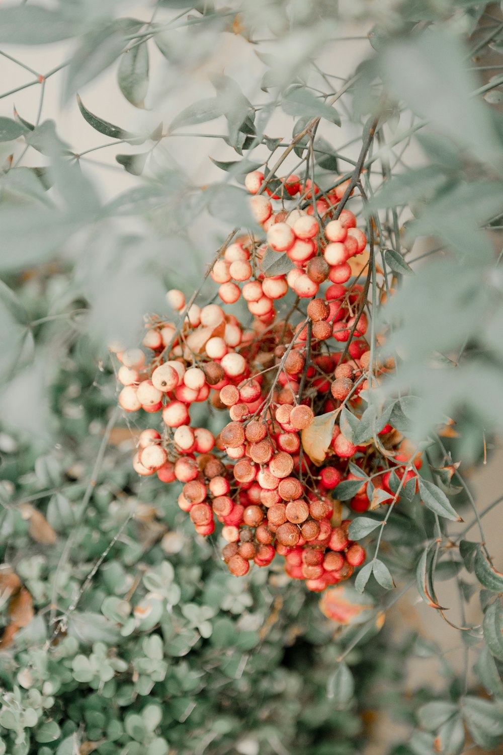 orange berries