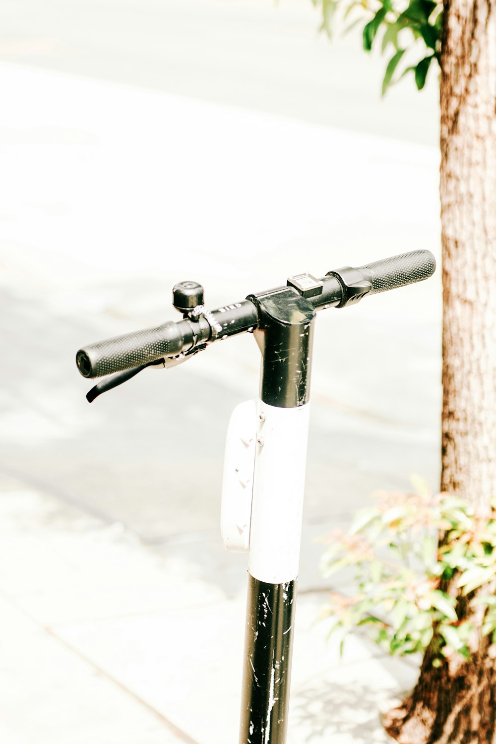 black and white kick scooter handle besides brown tree