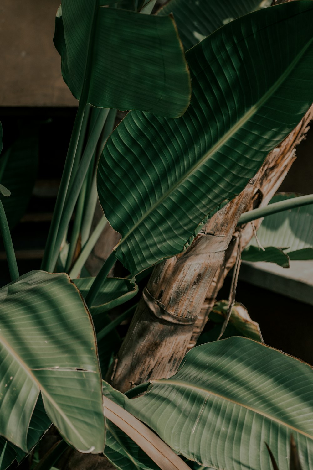 green leafed plant