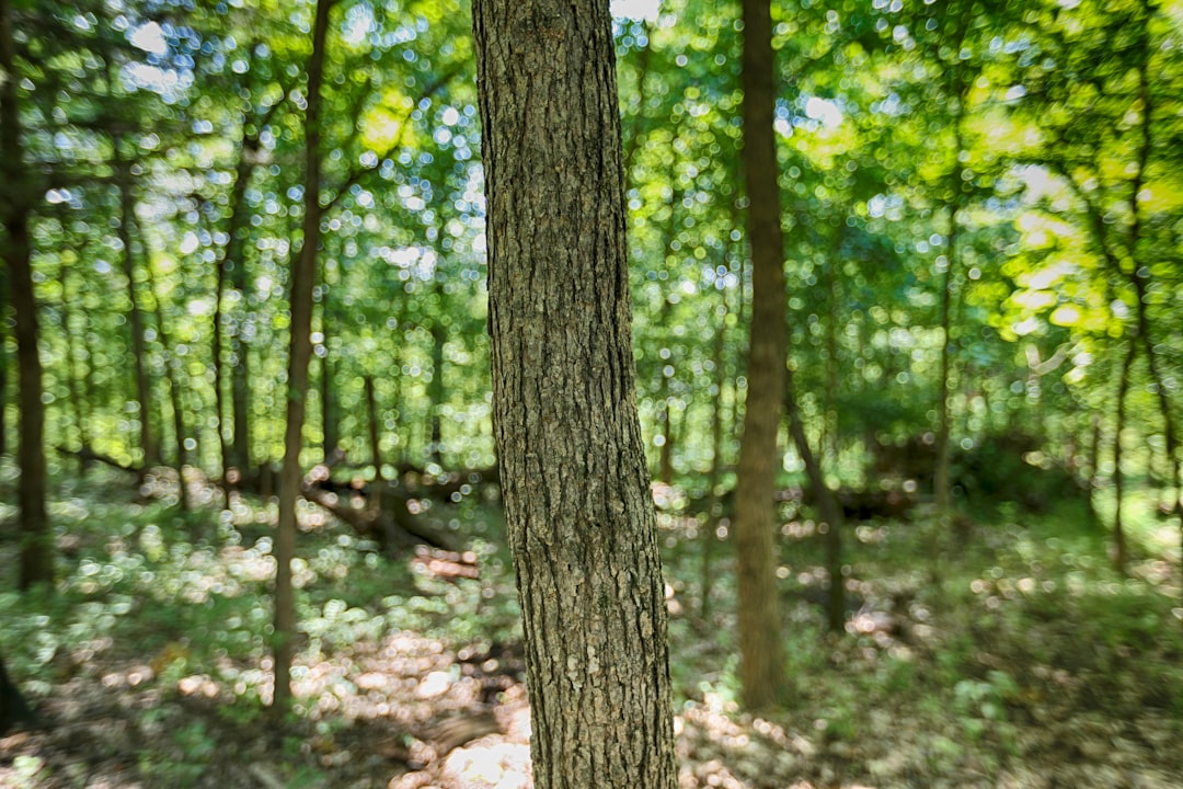 brown tree body macro photography
