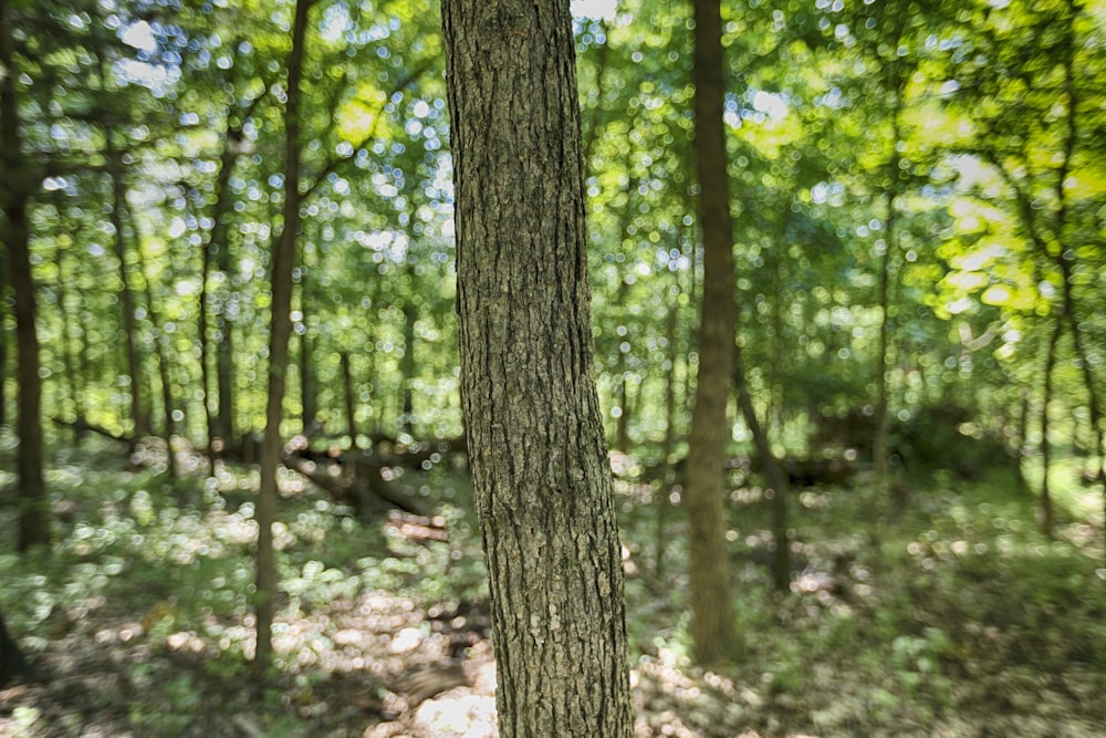 brown tree body macro photography