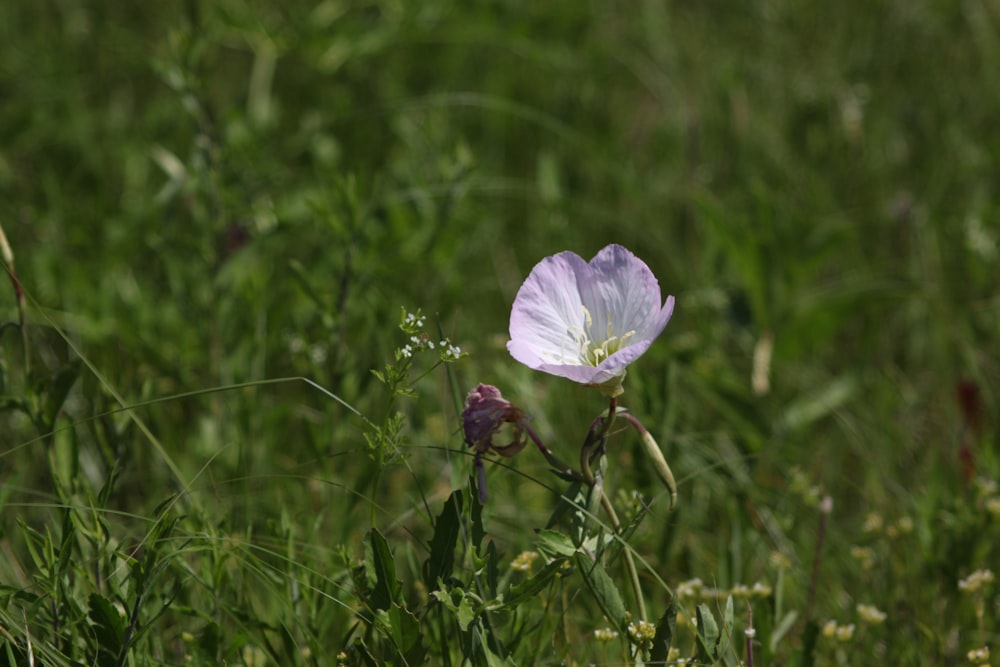 purple and white petaled flower