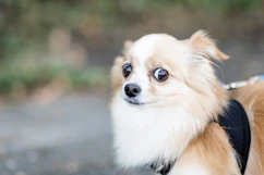 brown and white medium-coated dog