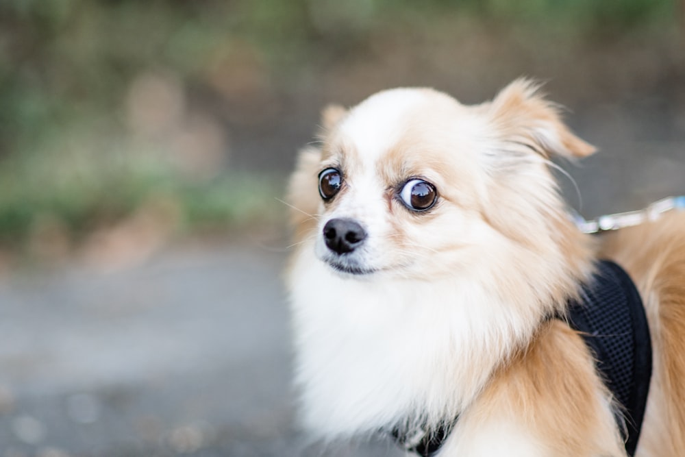 Perro marrón y blanco de pelo medio