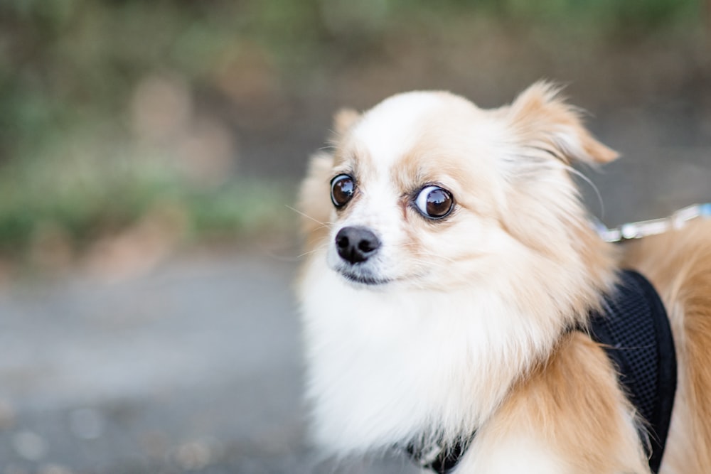 Scared Dog Pictures | Download Free Images on Unsplash