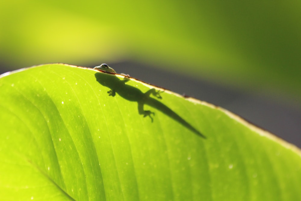 lizard on leaf