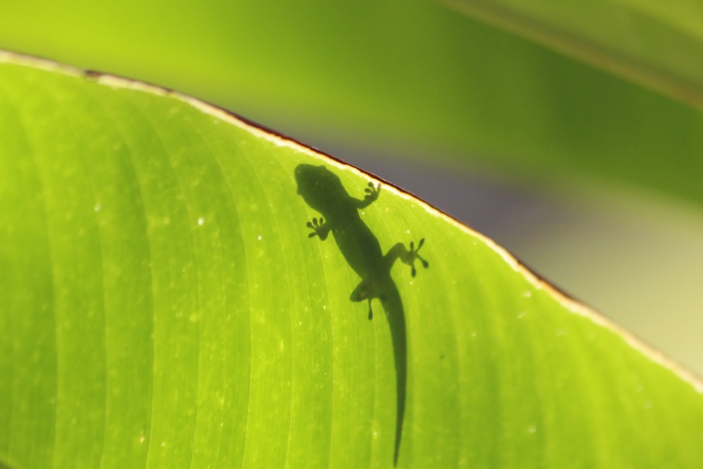 lizard on banana leaf