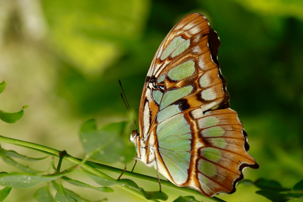 brown and green butterfly on plant