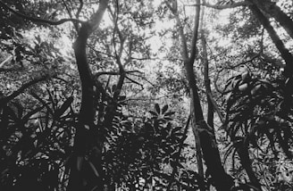 A dense forest canopy with sunlight filtering through the leaves, highlighting diverse plant species.