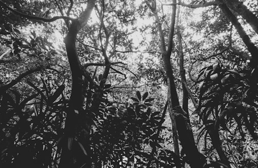 A dense forest canopy with sunlight filtering through the leaves, highlighting diverse plant species.