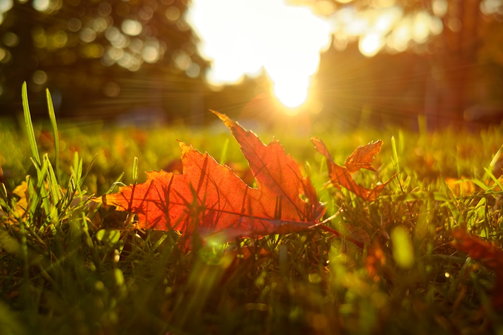 brown maple leaf on grass macro photography