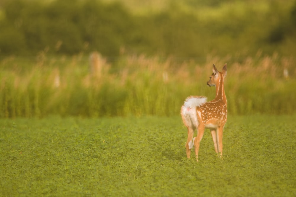 deer standing on grass