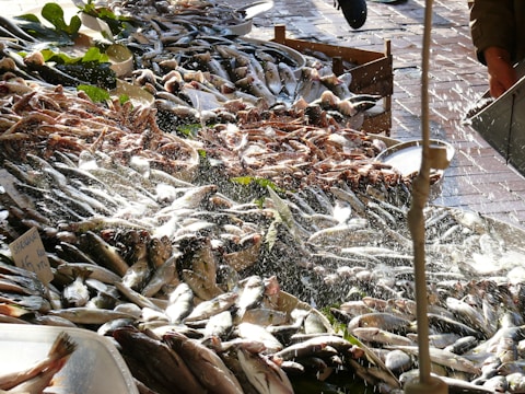 A bustling fish market scene with a variety of fresh fish displayed on a table. The fish are being sprayed with water, possibly to keep them fresh. There are leafy greens scattered among the fish, and a handwritten price sign is visible. The market is outdoors, with paved bricks and sunlight creating a lively atmosphere.