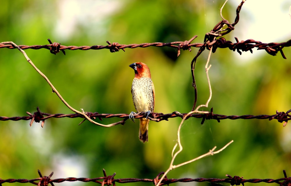 focus photography of red bird