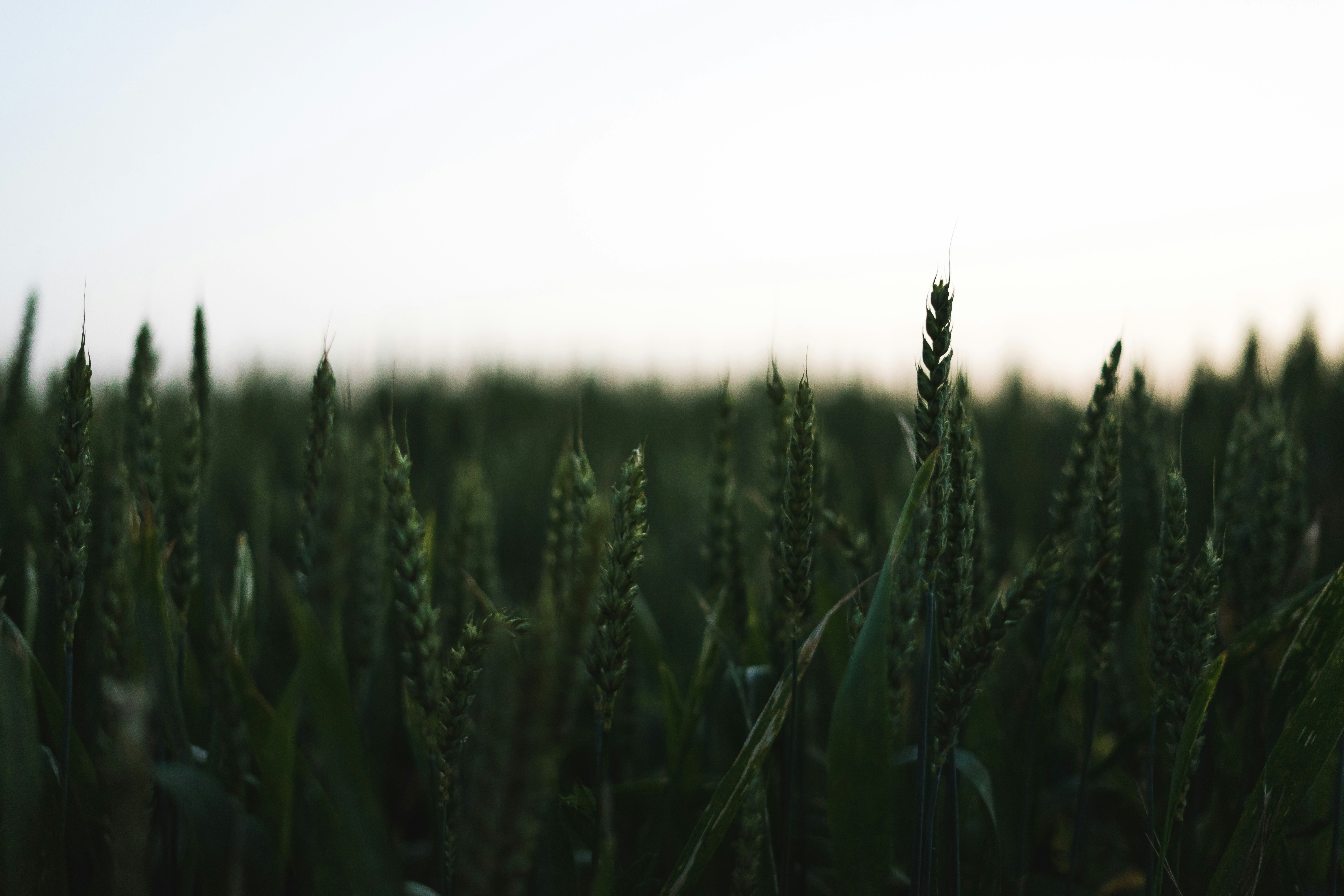 Photo by virussinside