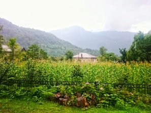 A lush green field of tall corn plants is surrounded by a variety of trees and vegetation. In the background, a small, rustic house with a light-colored roof is visible. The scene is set against the backdrop of hazy, rolling hills or mountains under an overcast sky.