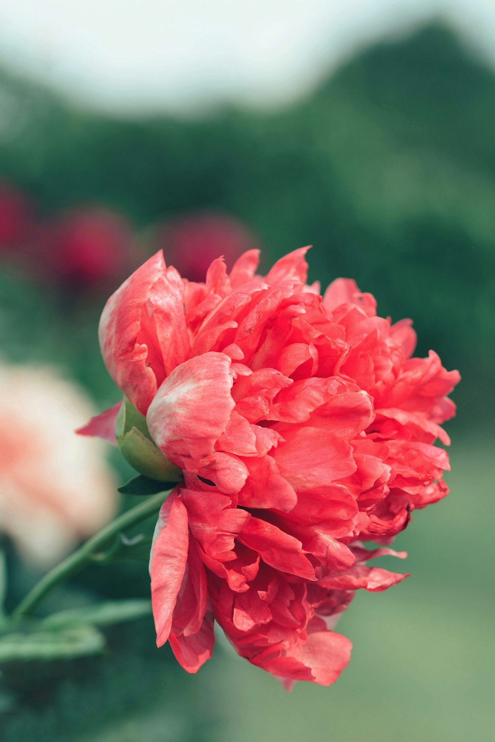 focus photography of red petaled flower