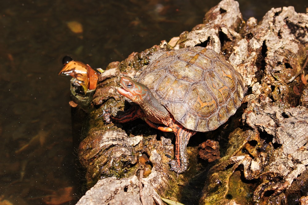 brown and gray turtle on rock