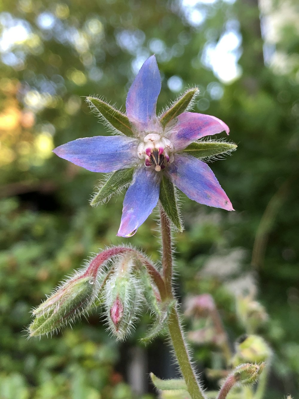 violette Blüte und grüne Blätter