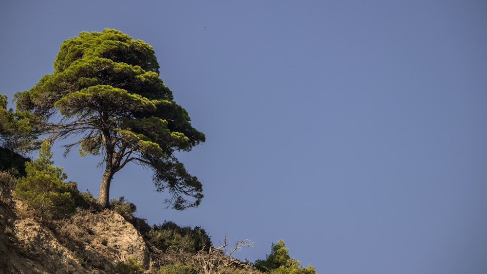 tree on cliff