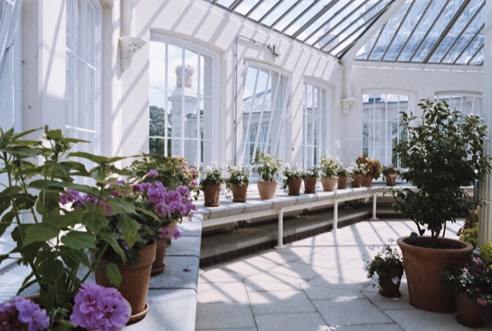 flowers inside building