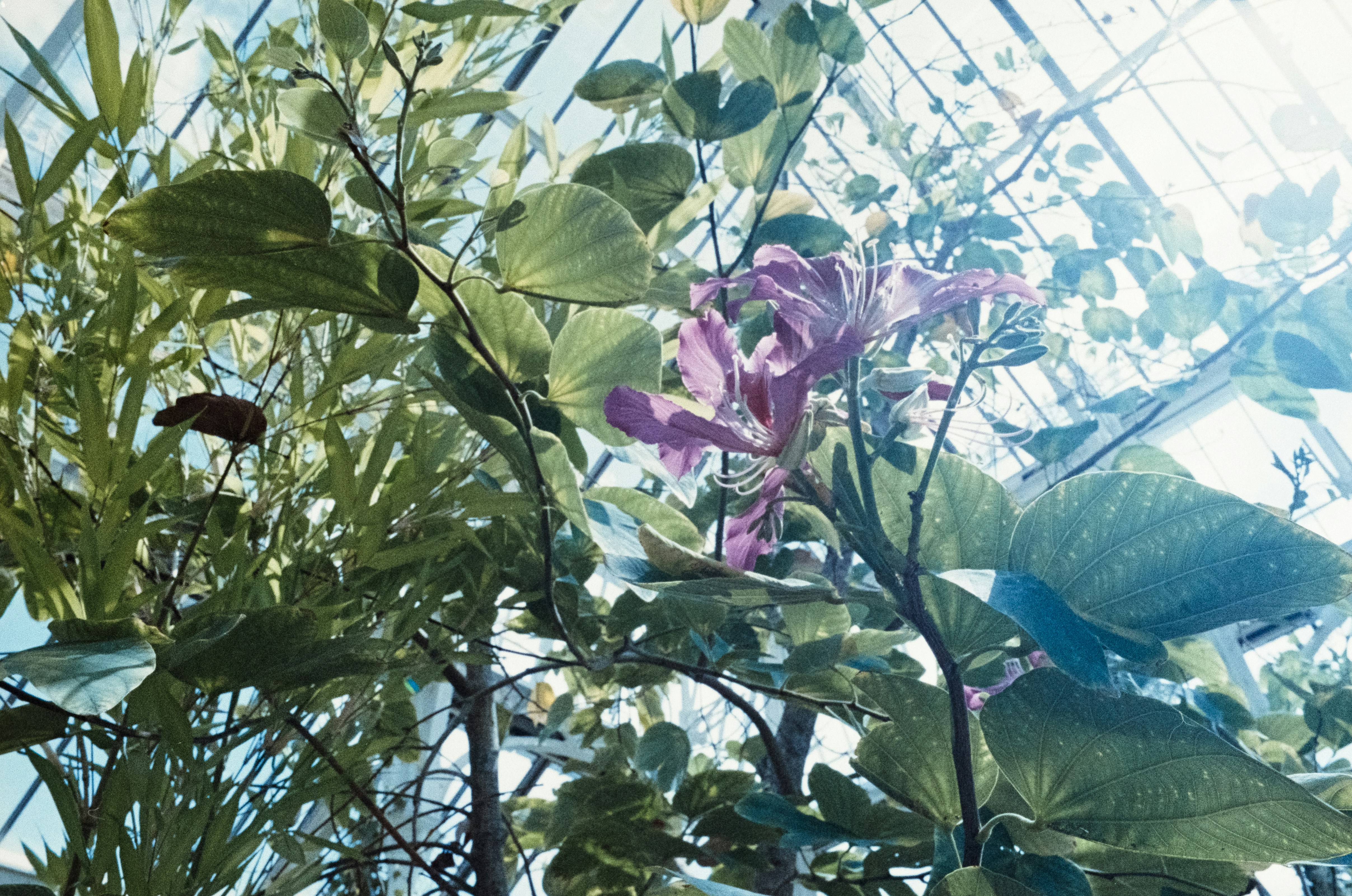 pink-petaled flowering plant