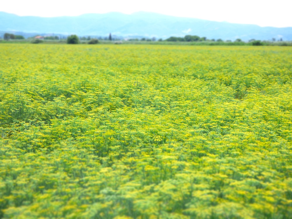 yellow flower field during daytime