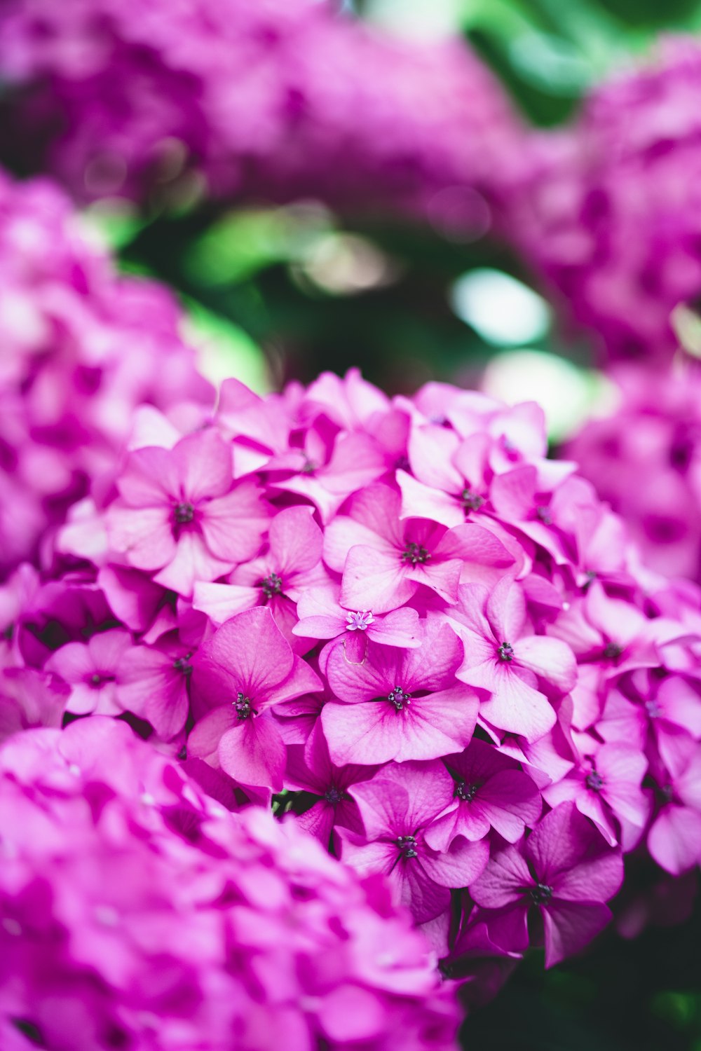 pink petaled flowers