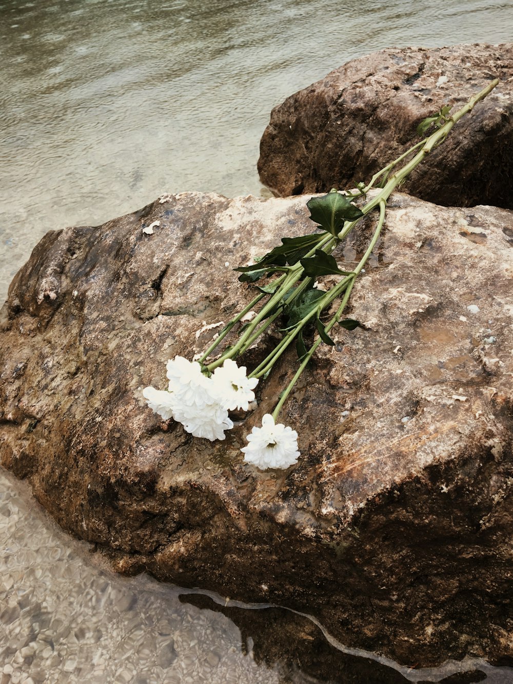 white chrysanthemum flowers on rock