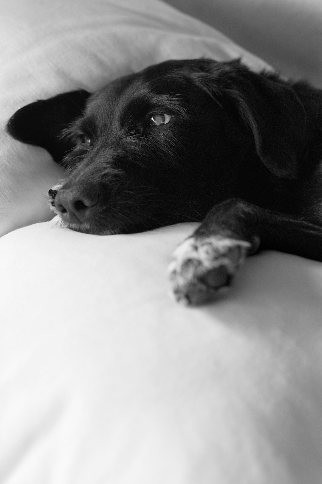 black Labrador lying on pillow