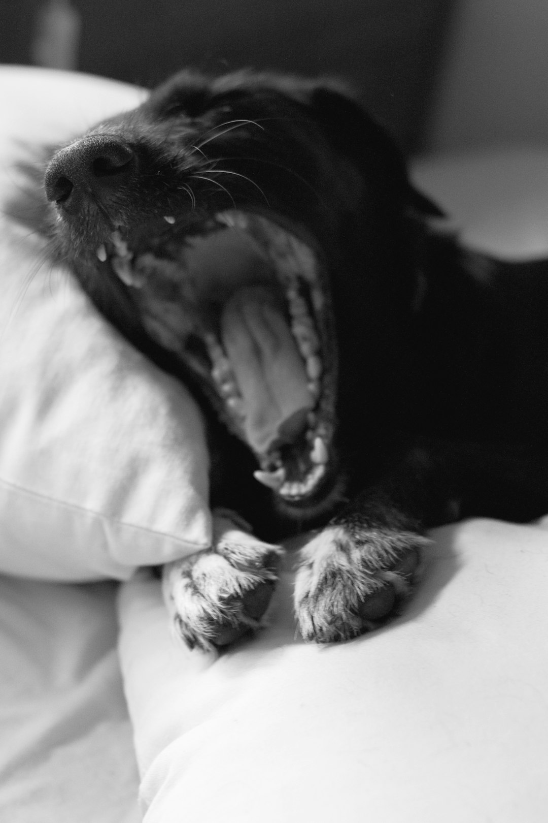grayscale photography of dog lying on pillow