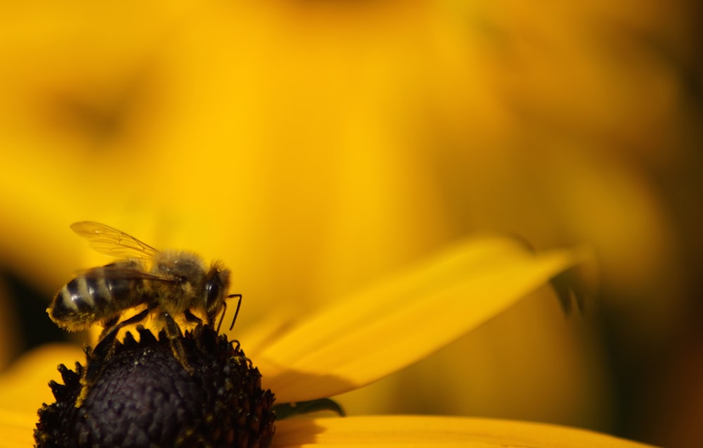 abeja posada en flor