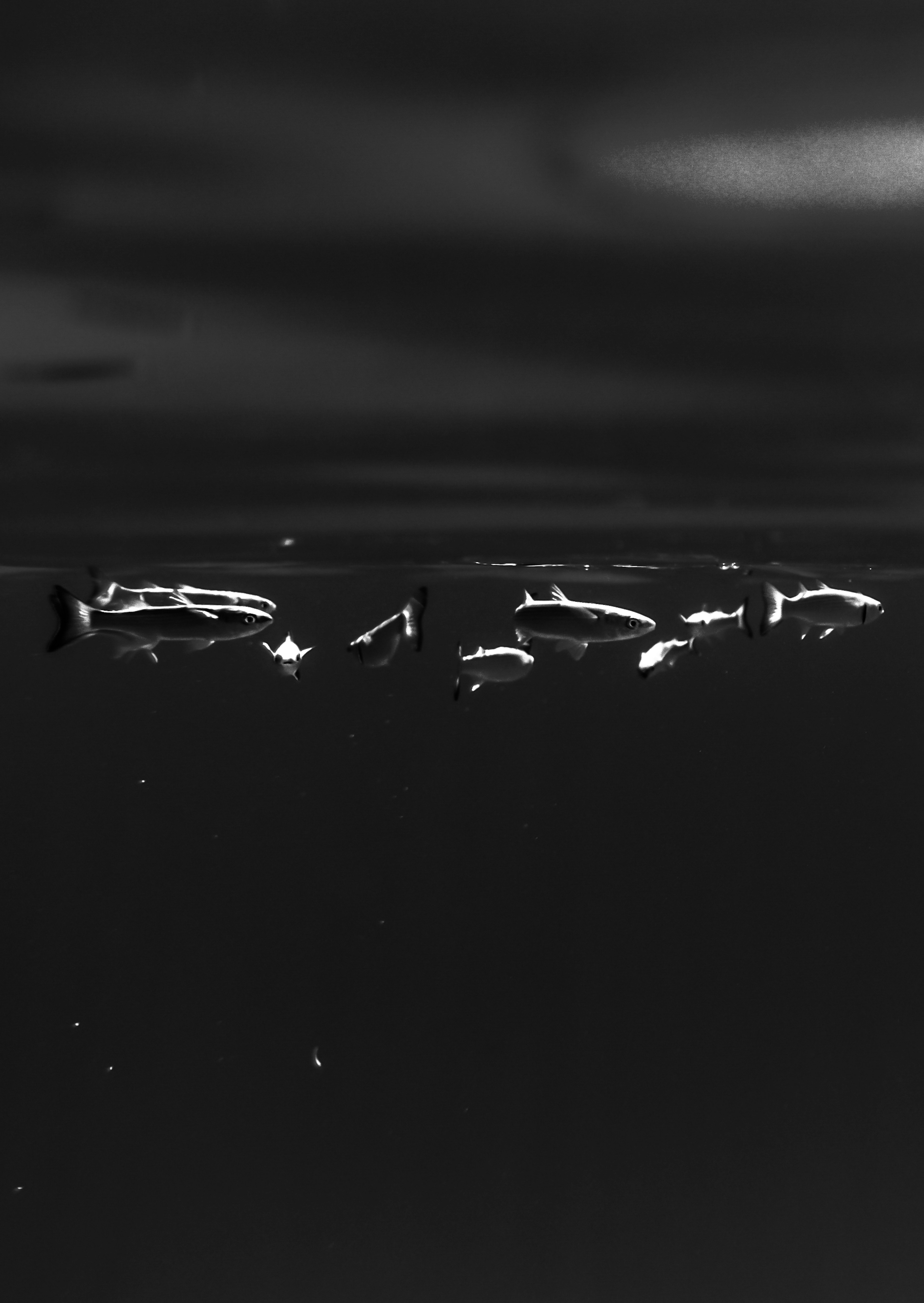 75% of Paxos respondents are confident in the future of cryptocurrencies